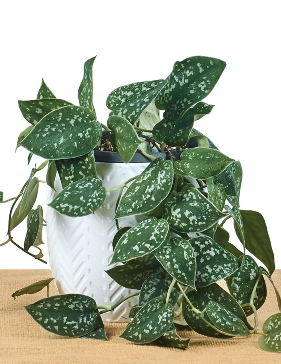 Scindapsus pictus